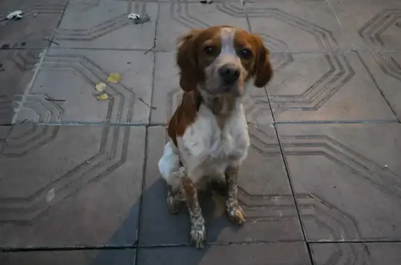 Найдена собака: Дунаевского, 12