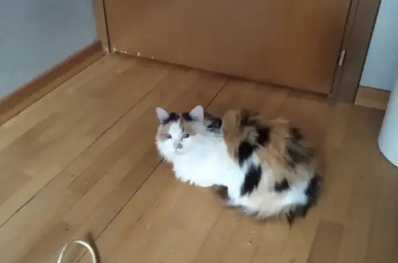 Трехцветная кошка найдена: Севастопольский, 14 к1