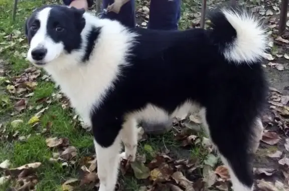 Собаки потеряшки, , фото: Потеряшка собака, Тверская обл.