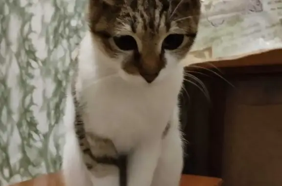 Найдена кошка: Владимировский спуск, 7