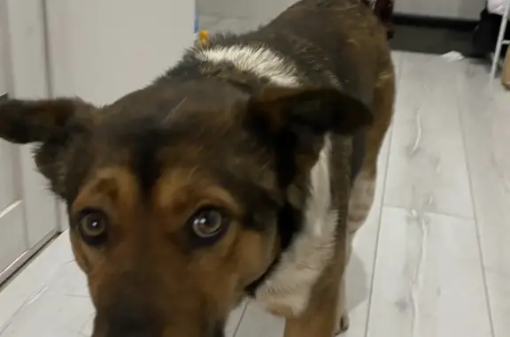 Найдена собака, Водопроводная 54, Йошкар-Ола