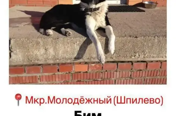 Пропал пес Бим, Дмитров