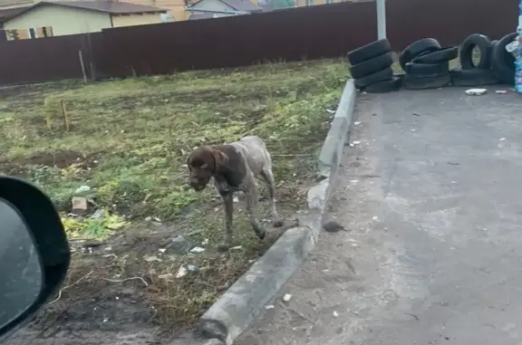 Найдена собака в Пестречинском!