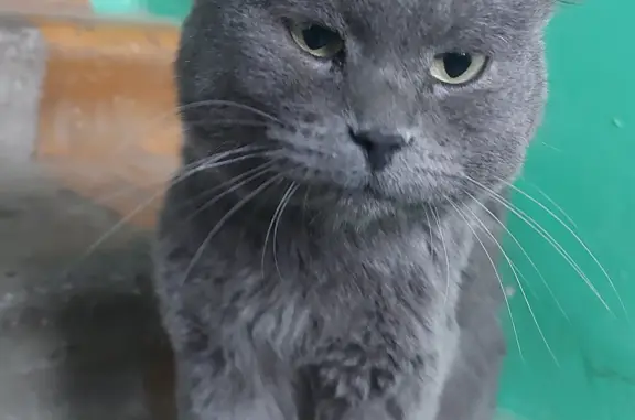 Найден серый кот, ул. Подгорбунского, 1