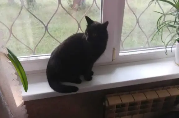 Пропала черная кошка: Училищный, 4
