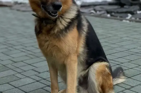 Пропала собака: Первая ул., 12, Владивосток