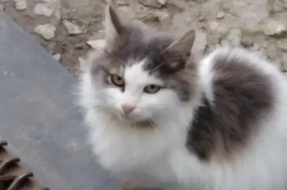 Найдена кошка, Читинская ул., Воронеж
