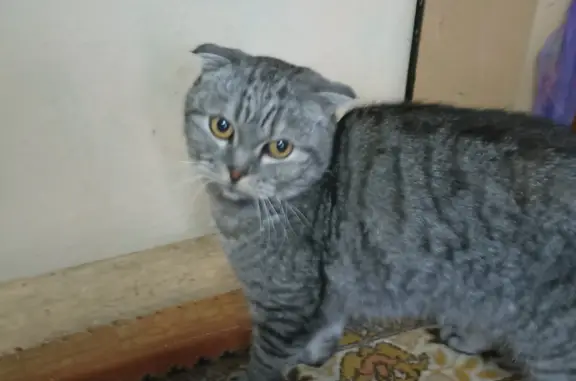 Найдена кошка: Водинский, СНТ Металлист