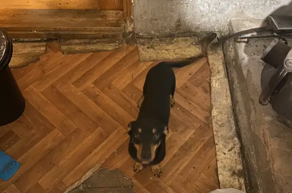 Пропала собака на Грамши, 40, Воронеж