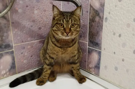 Кошки потеряшки, Троицкое, фото: Потеряшка кошка на Центральной, Ясная Поляна