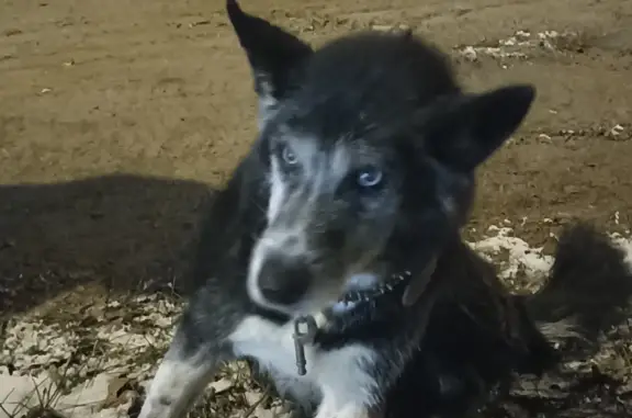 Собака найдена на Керамической, Балашиха