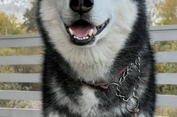 Собаки потеряшки, Тиликтино, фото: Потеряшка Хаски Волли, Тиликтино