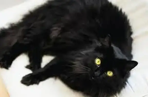 Черный пушистый кот, ул. Мира 101