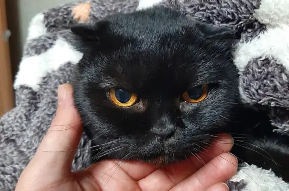 Найдена черная кошка в Перевалово