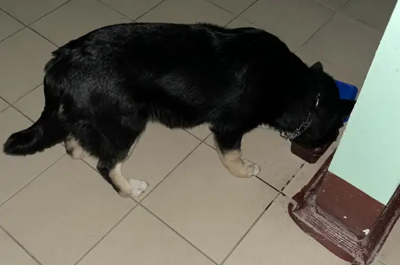 Собака найдена: Комиссарова, 4А
