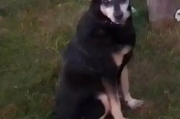Пропала собака в Наро-Фоминске!