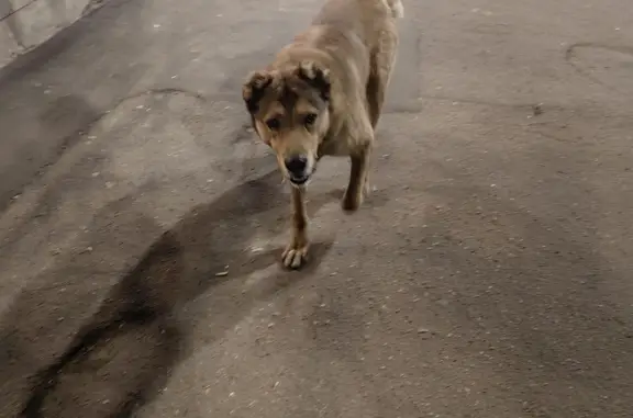 Найдена собака ул. Ленина, 5, Наро-Фоминск
