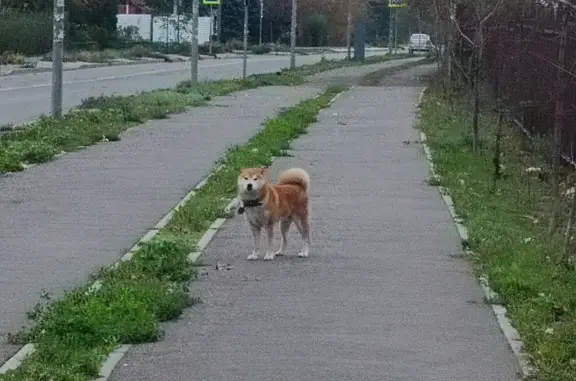 Найдена собака, Ростов-на-Дону, фото: Найдена собака: 2-я Володарского, Ростов