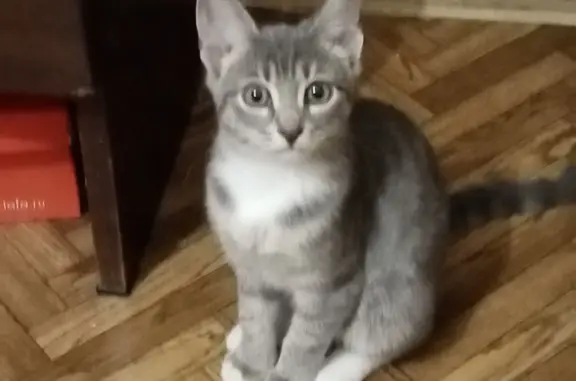 Потерянные животные Тверь, фото: Пропала кошка: ул. Луначарского, 34