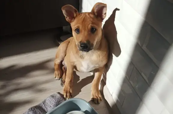 Собаки потеряшки, Волгоград, фото: Потеряшка Руфус, ул. Богомольца, 10