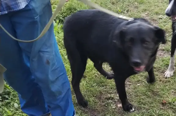 Собаки потеряшки, , фото: Потеряшка собака: Первомайский пер., 1