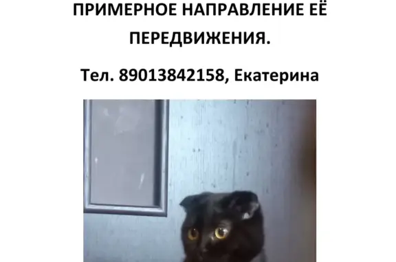 Пропала кошка: 1-я Дачная ул., Малаховка