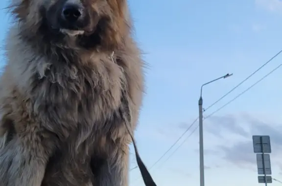 Пропала собака: ул. Михалёва, Улан-Удэ