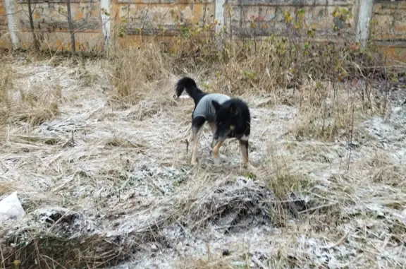 Найдена собака: Школьная ул., Серпухов