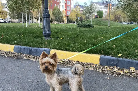 Найден йорк в Краснодаре, Кольцевая ул.