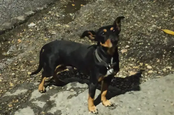 Найдена собака: Петрозаводская, 34, Орёл