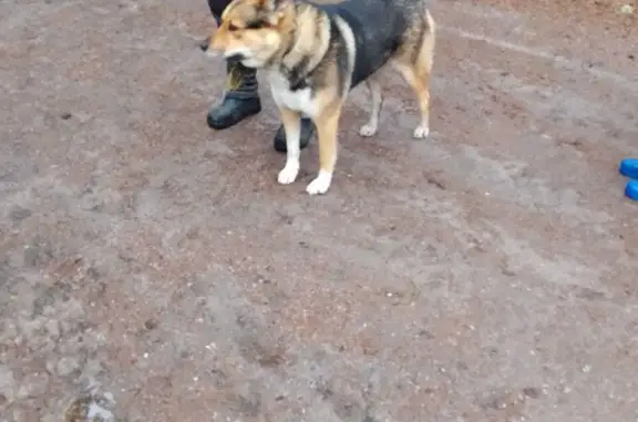 Найден добрый пёс в Борисово
