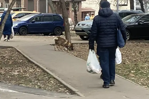Найдена собака: 2-й Автозаводский, 3