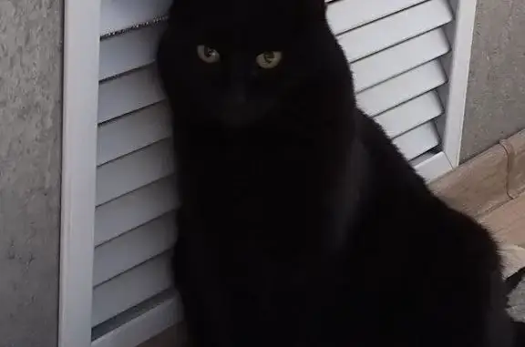 Пропала черная кошка Соня, Ухтомского 79