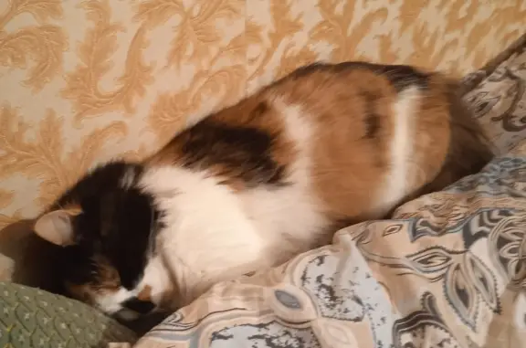 Пропала кошка, Петровская ул., 104