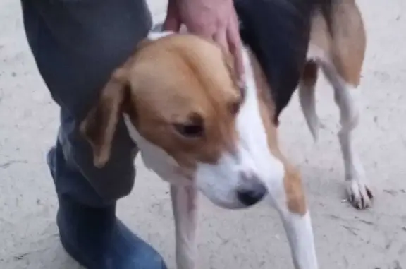 Найдена собака у Вяжли, Тамбовская