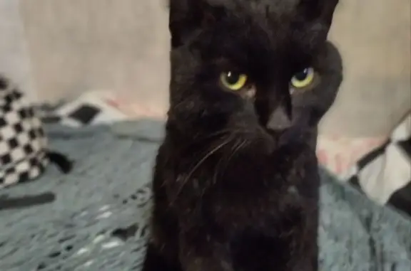 Чёрный котик найден: Краснознамённая, 6А