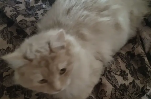 Найдена кошка: Магистральная, Н.Новгород
