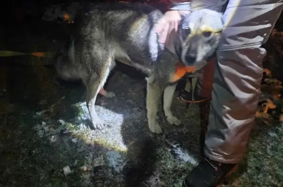Найдена собака, 49Н-2020 Успенское