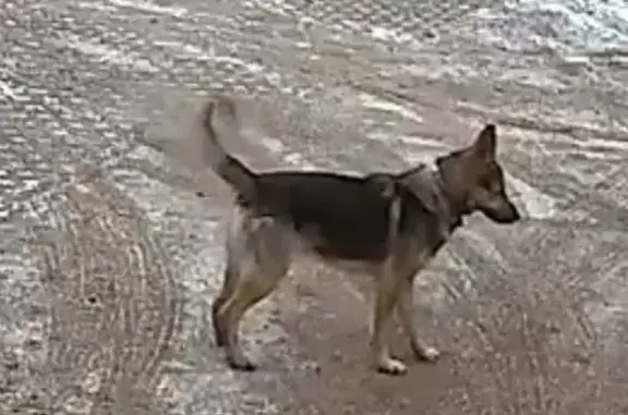 Найдена собака, ул. Щорса, 25А
