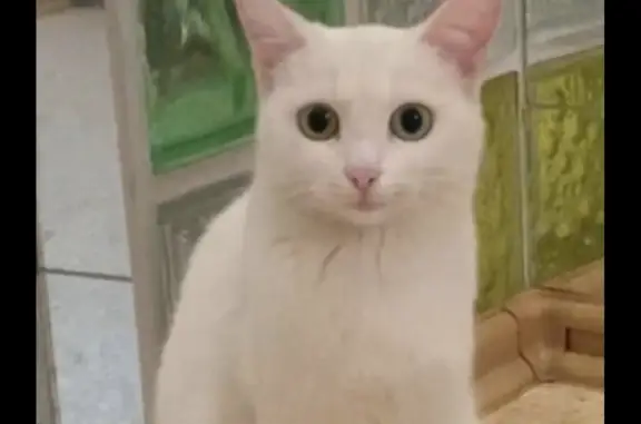 Пропала белая кошка, Кутузова, 125