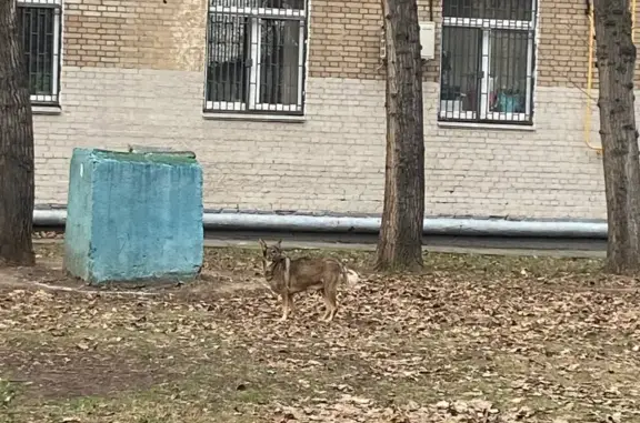 Найдена собака на Автозаводской 8-2, Мск
