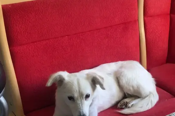 Пропала собака Бэлла в Пушкино