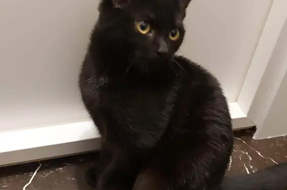 Черный котенок, ул. Комсомола, 29