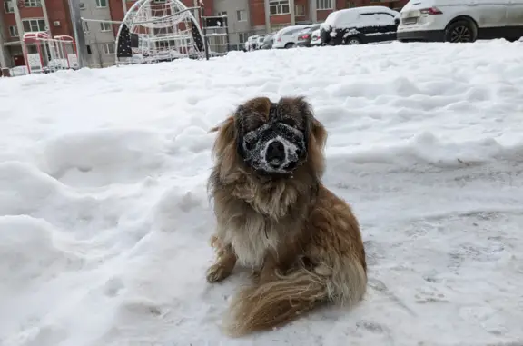 Найдена собака: Чехова, Ханты-Мансийск