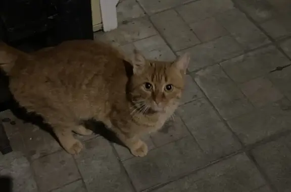 Найдена кошка, Заречный, фото: Найден рыжий кот: Светлая ул., 25Б