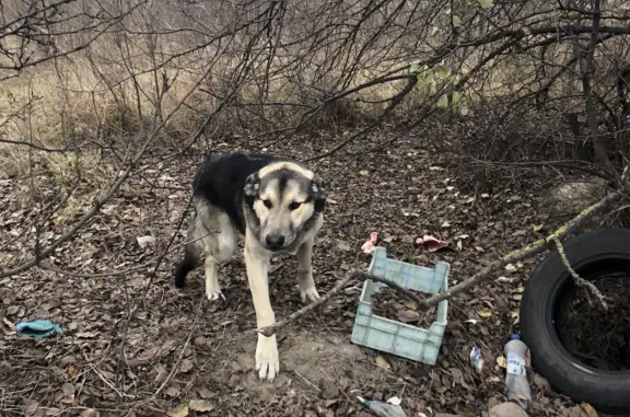 Найдена собака, ул. Ильюшина, Воронеж