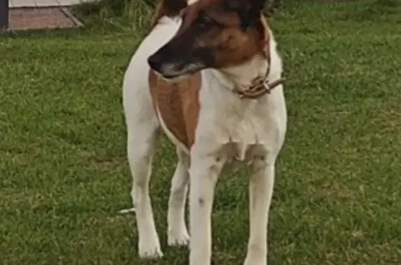Пропала собака в Вороново, 62