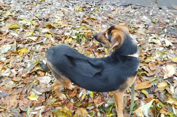 Найдена собака в Кутлово, МожайскийГО