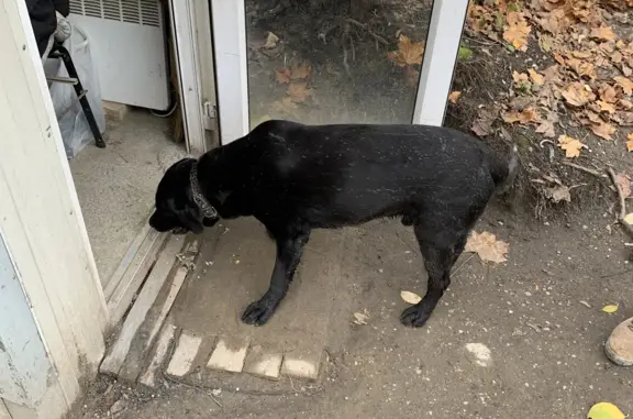 Объявления о пропавших и найденных животных, Калининград, фото: Найден лабрадор: ул. Дмитрия Донского