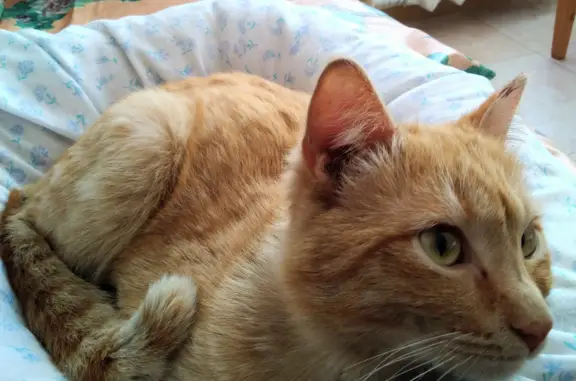Найдена рыжая кошка у шк. 108, Омск